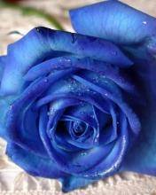 pic for Blue Rose